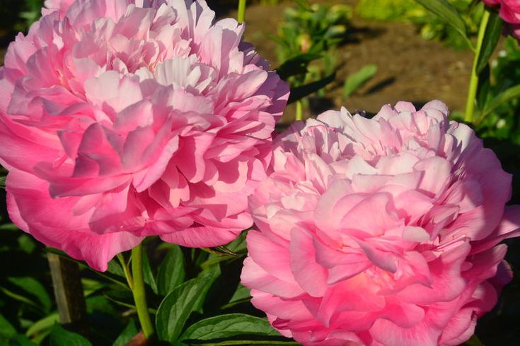 Пион Джокер