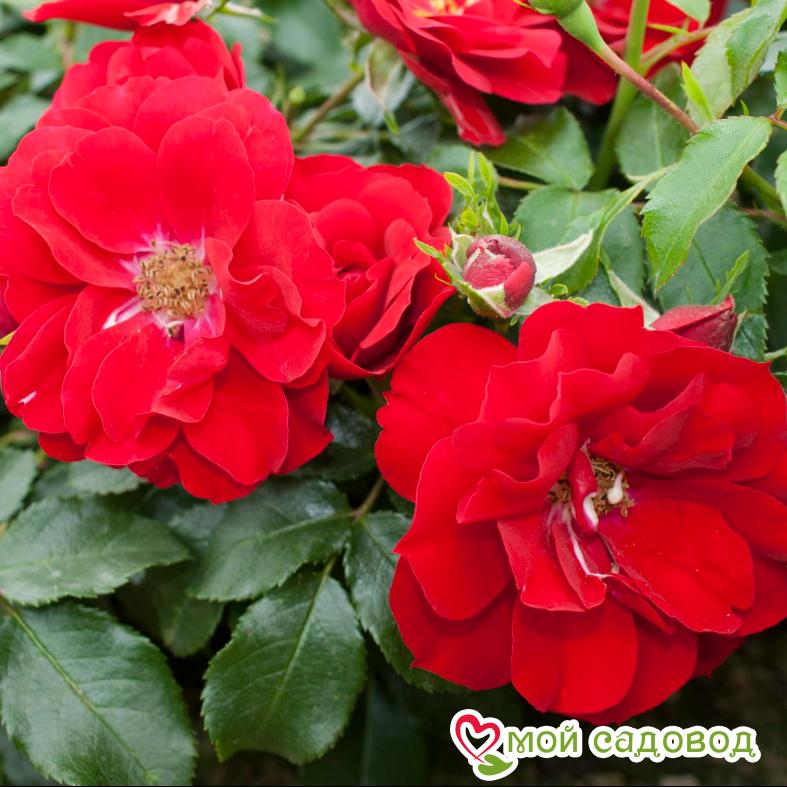 Роза Центро-Розе