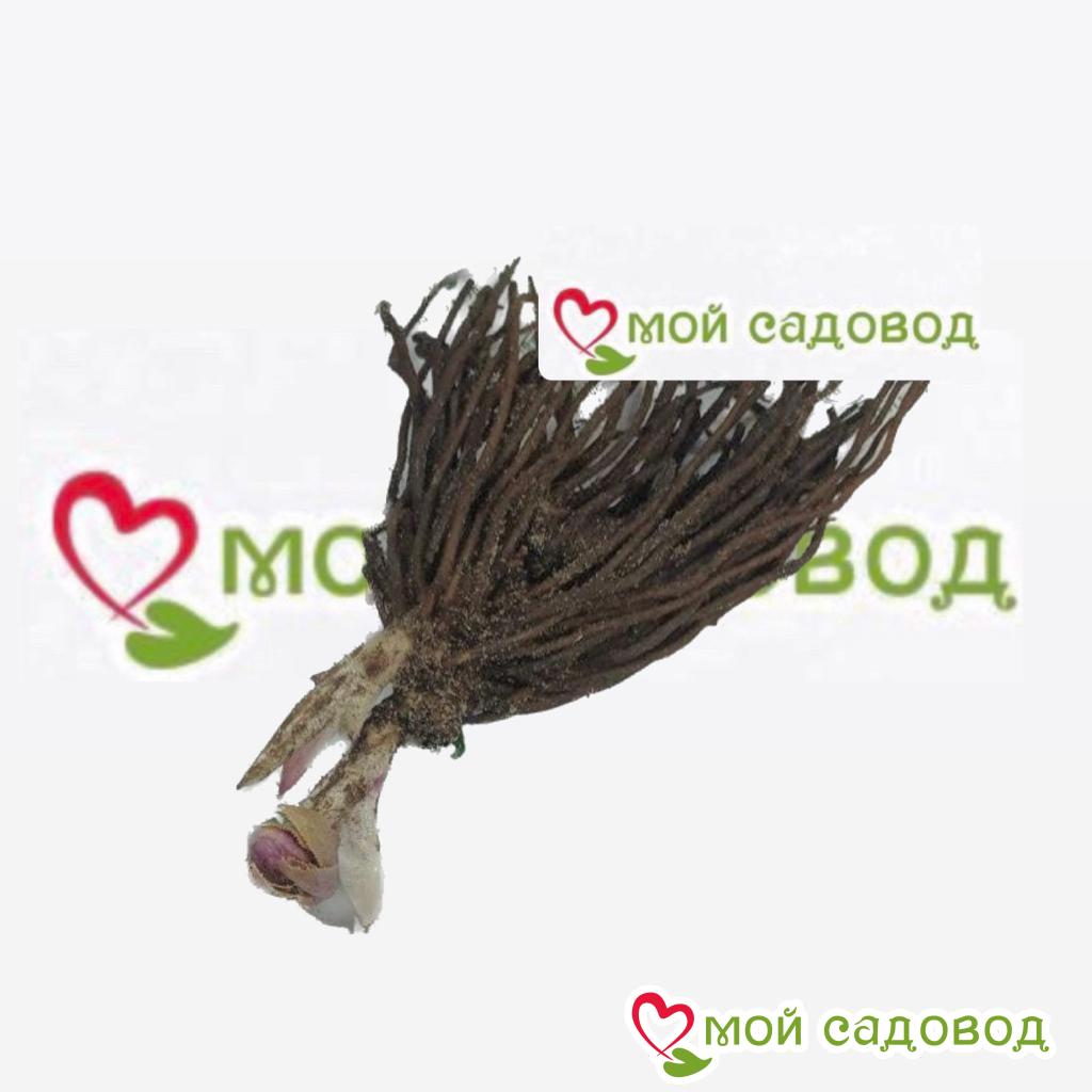 Хоста Эмбрайс