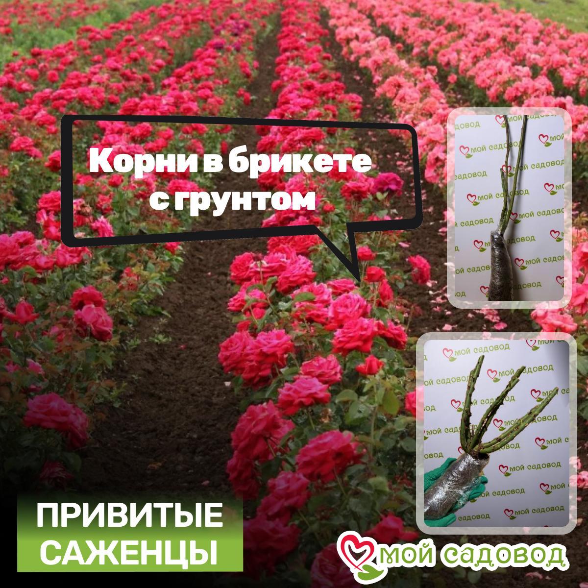 Роза Солнечный Шарм