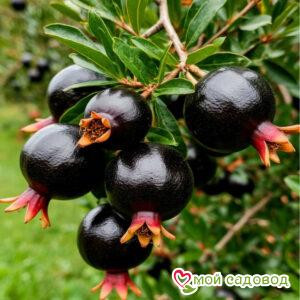 Гранат Черная Принцесса